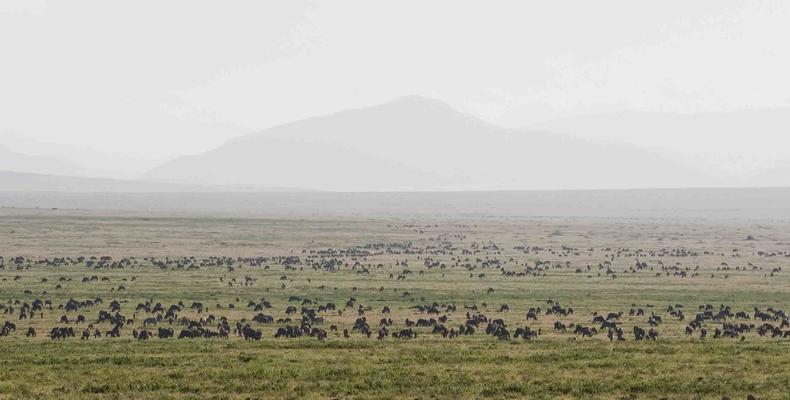 Serengeti Ndutu Kati Kati Tented Camp