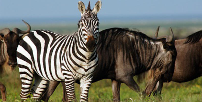 Serengeti Ndutu Kati Kati Tented Camp