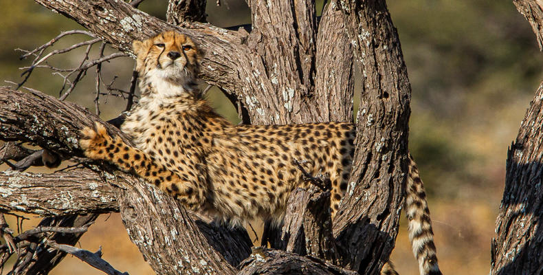 Mushara Game Drive - Etosha National Park