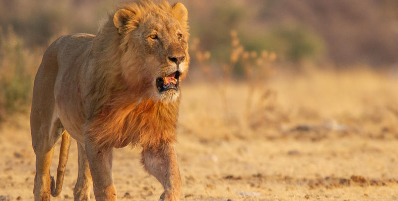 Mushara Game Drive - Etosha National Park