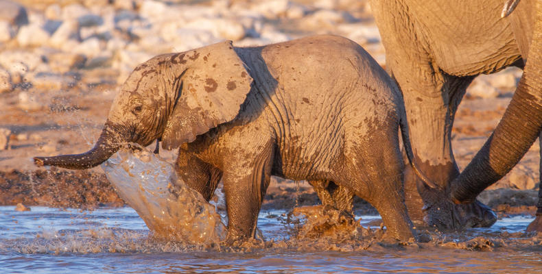 Mushara Game Drive - Etosha National Park