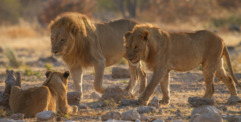 Mushara Game Drive - Etosha National Park