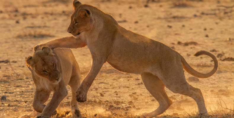 Mushara Game Drive - Etosha National Park