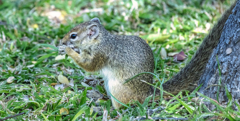 Villa Mushara - Wildlife