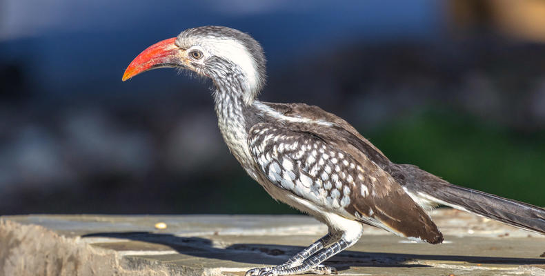 Villa Mushara - Wildlife
