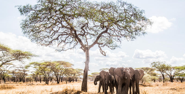 Mwiba Lodge Wildlife