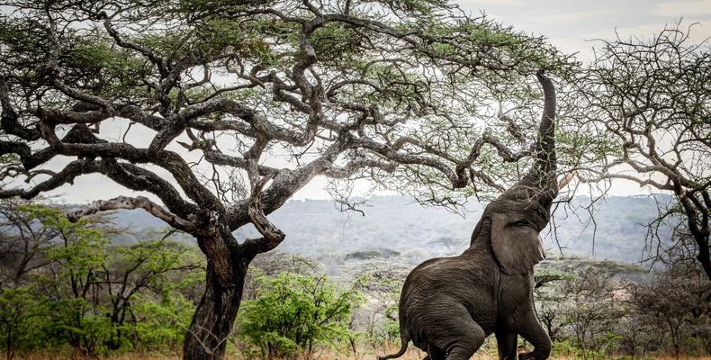 Mwiba Lodge Wildlife