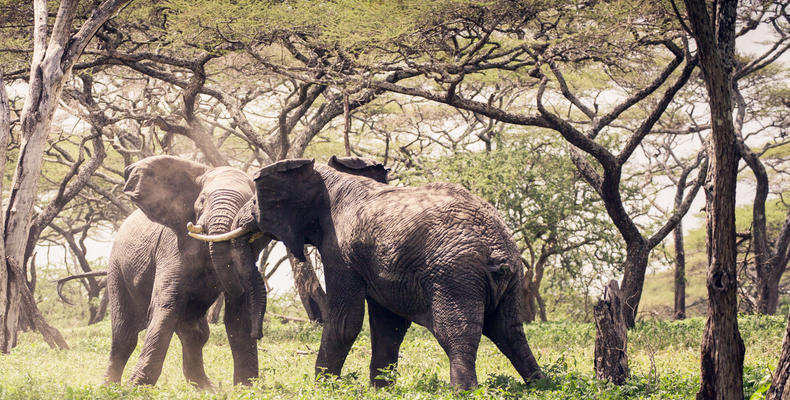 Mwiba Lodge