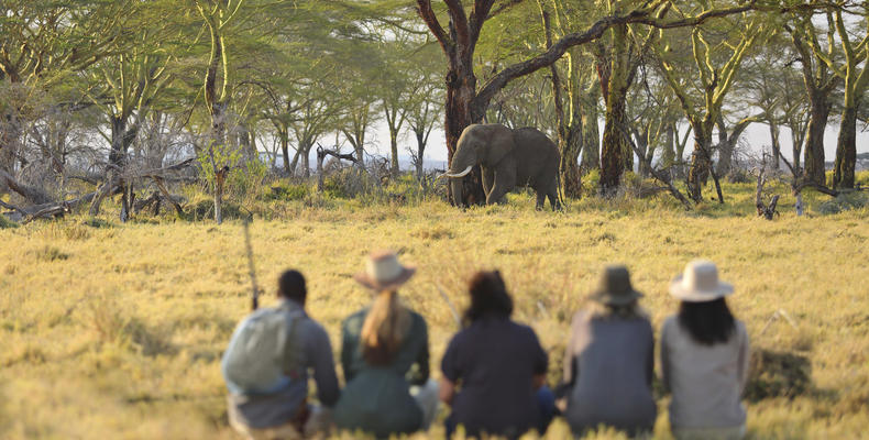Kimondo Camp - Elephant sighted on safari