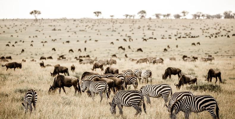 Nyasi Migrational Camp, Serengeti National Park, Tanzania