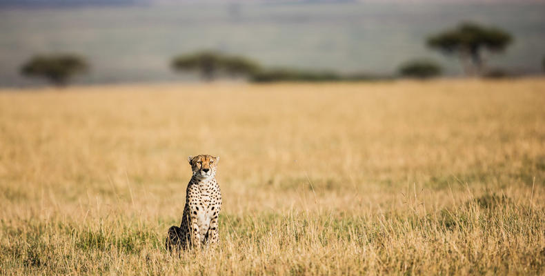 Nyasi Tented Camp