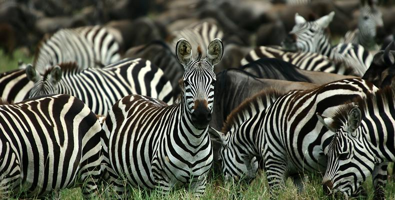 Nyasi Tented Camp