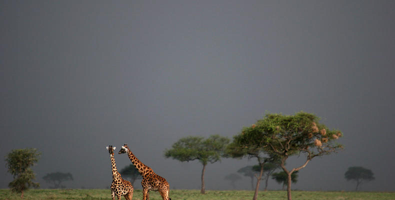 Nyasi Tented Camp