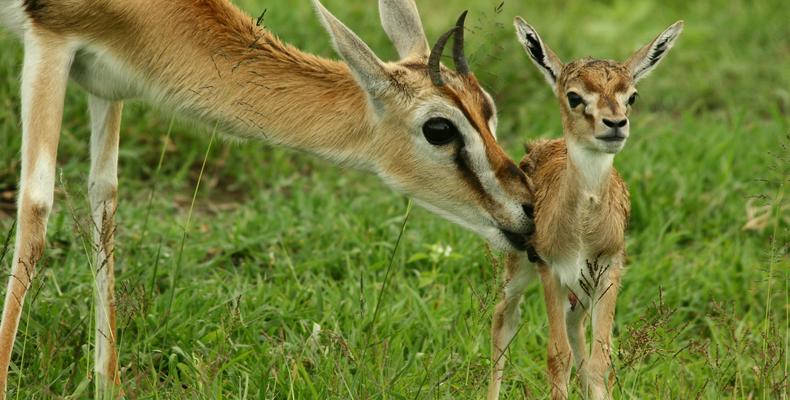 Nyasi Tented Camp