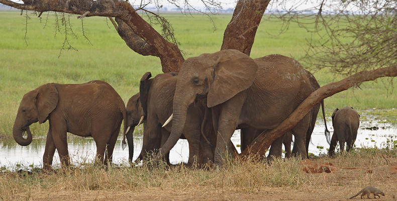 Little Oliver's - Elephant herd by the river