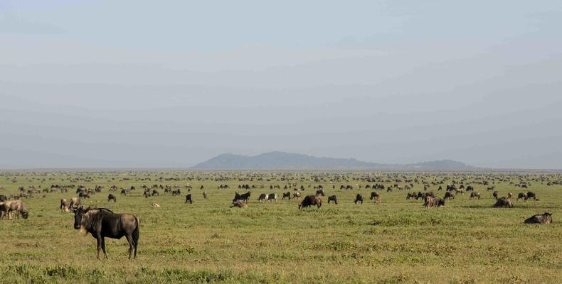 Ndutu Under Canvas - South Serengeti