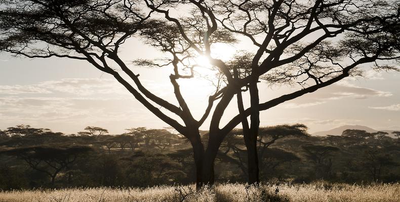 Ndutu Landscape