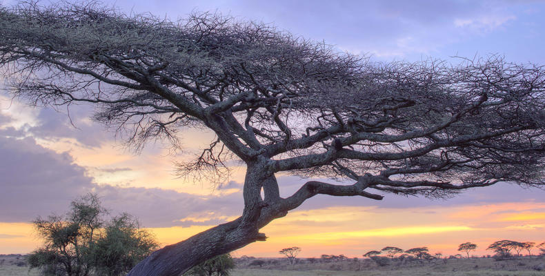 Namiri Plains - Landscape