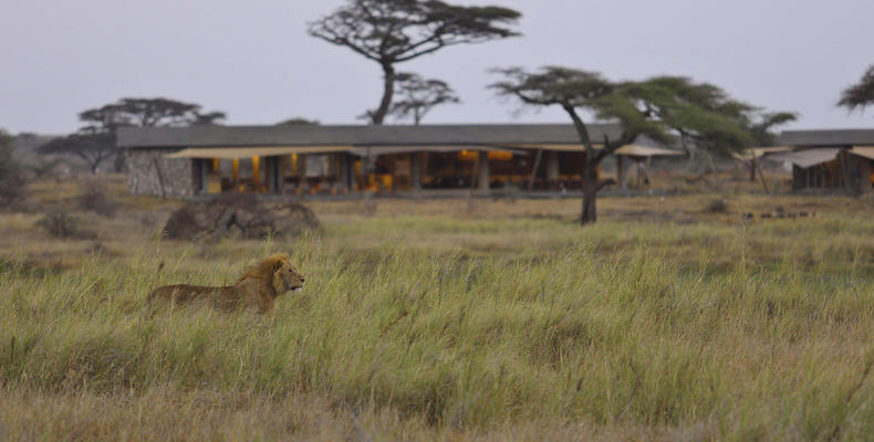 Namiri Plains - Lion with Main Area in Background