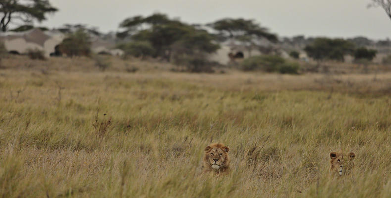 Namiri Plains - Lions with Tents in the Background