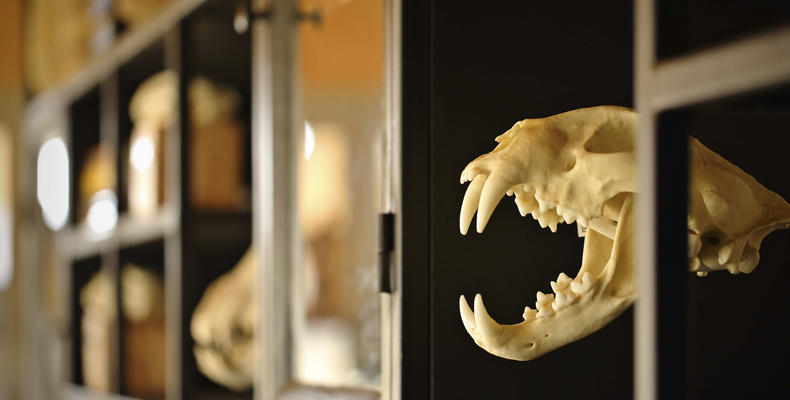 Namiri Plains - The Den Skull