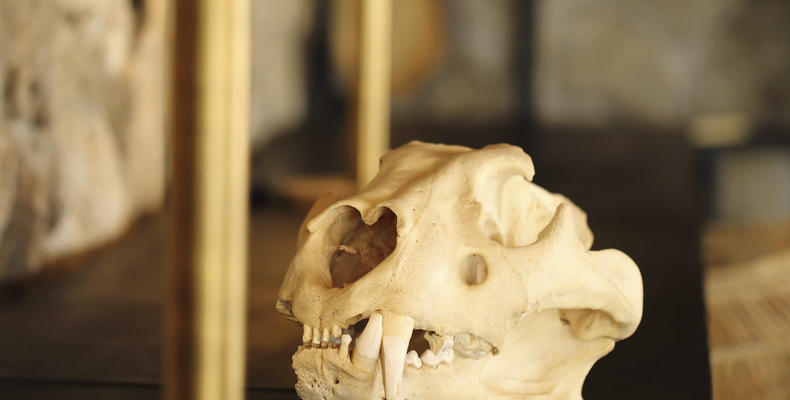 Namiri Plains - The Den Skull
