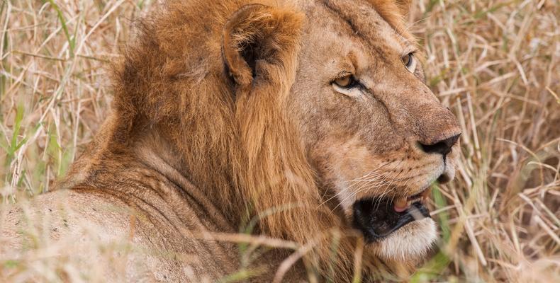 Lion