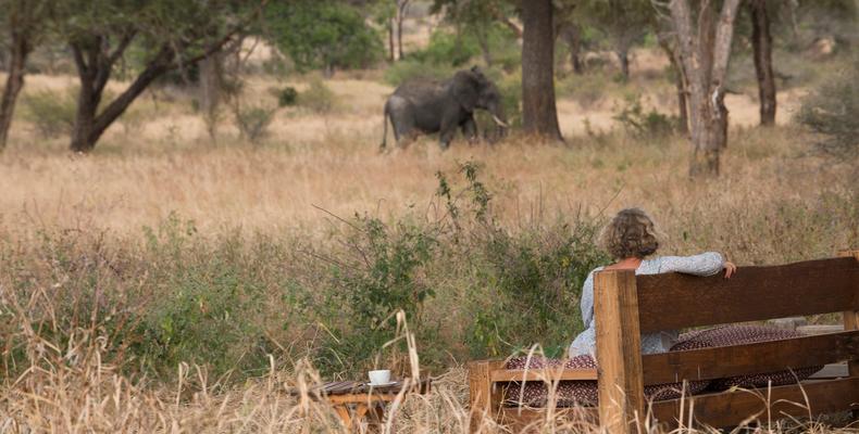 Elephants in camp
