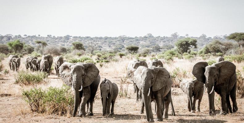 Elephant