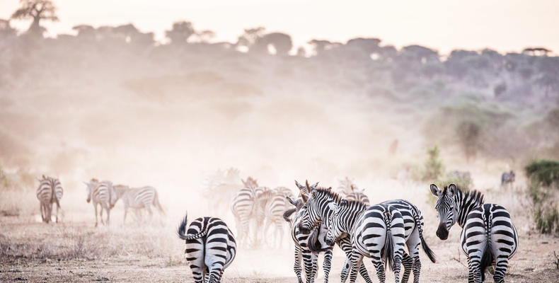 Zebra