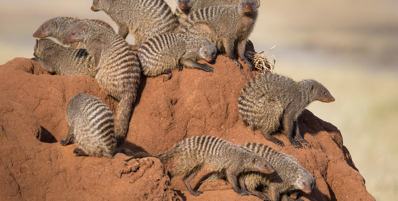 Mongoose