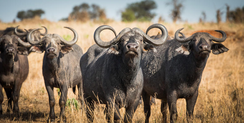 Buffalo