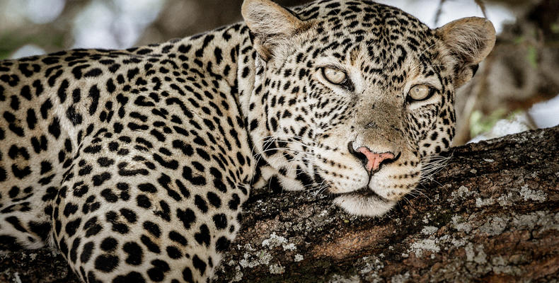 Leopard