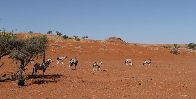 Namib Dune Star Camp 