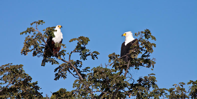 African Fish Eagles are common residents in the Okavango Panhandle