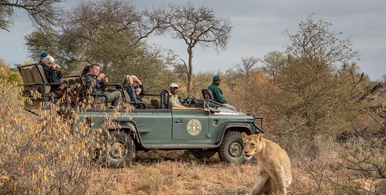 Lion on game drive