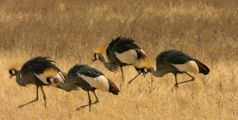 Dancing crowned cranes
