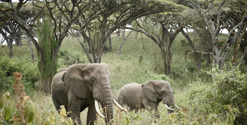 Game drive - elephants