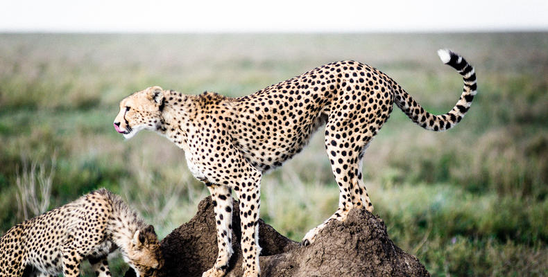 Wildlife
