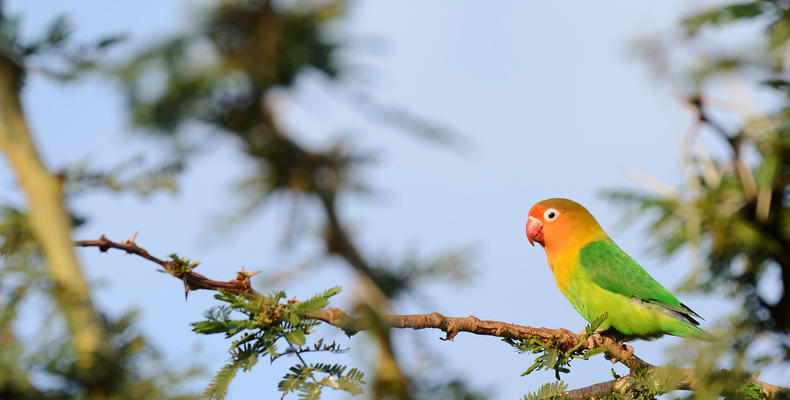 Birds at the Lodge garden area