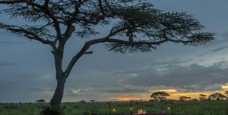 Bush Dining