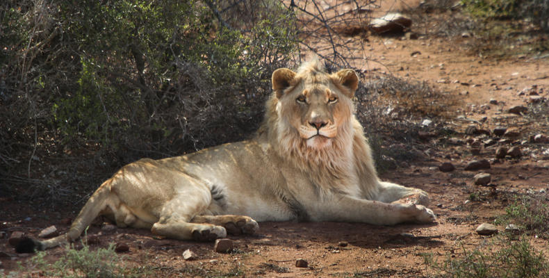 Lion Feeding Experience