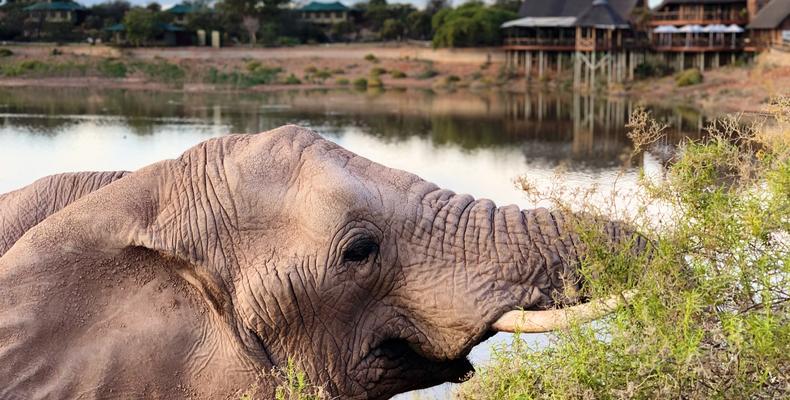 Elephant Educational Experiences