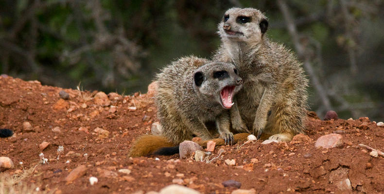 Meerkat Safaris