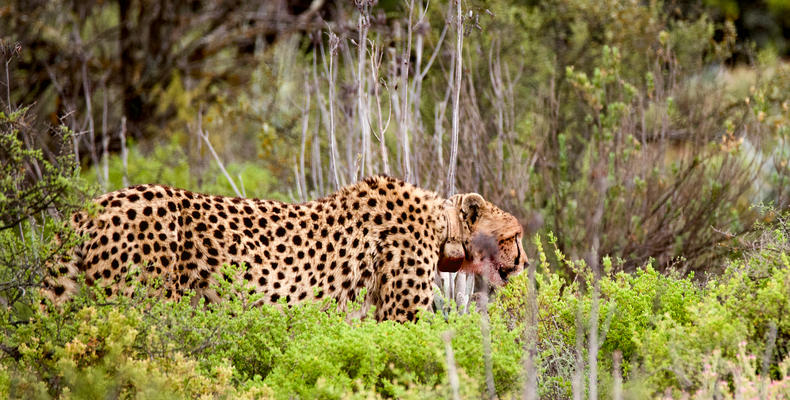 Free-roaming Cheetah Experience