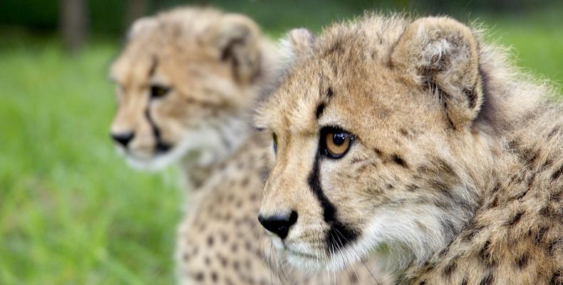 Cheetah