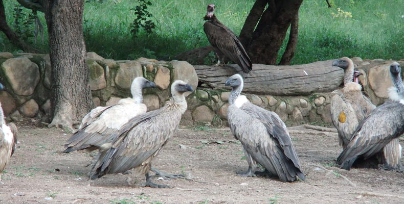 Wildlife