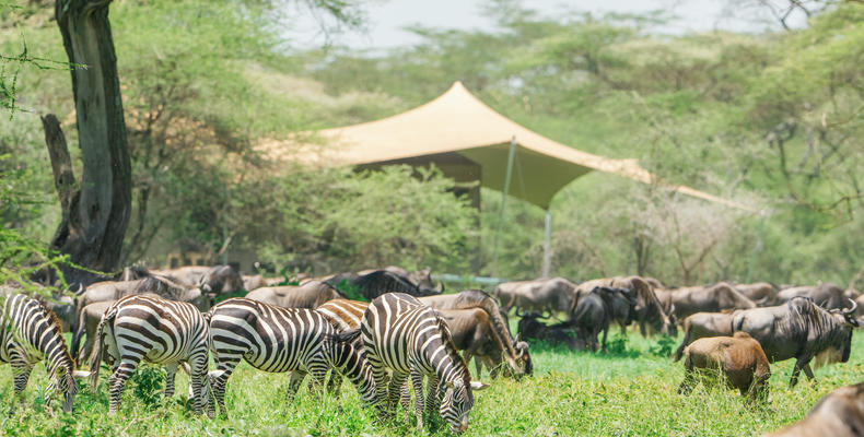 the migration moving through Camp at Roving Bushtops