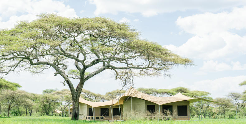 Roving Bushtops in the southern Serengeti