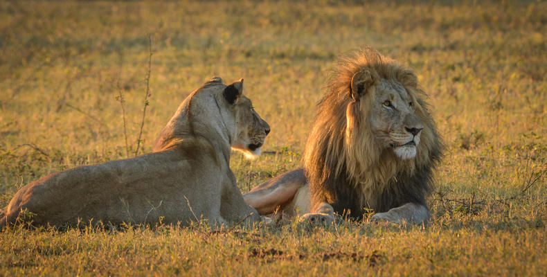 Lions